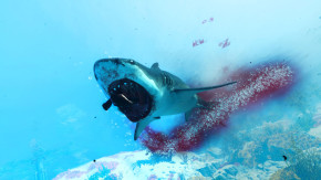 Screenshot de Maneater